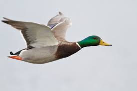 Maybe you would like to learn more about one of these? Burung Adearisandi S Blog