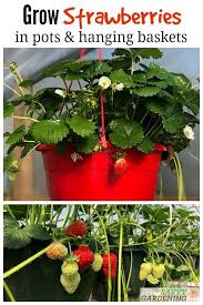 Baskets Container Gardening Container Gardening Flowers Contai In 2020 Strawberries In Containers Growing Strawberries In Containers Container Gardening Vegetables