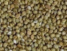 Image result for Urochloa clavipila