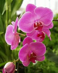 Gambar sketsa bunga yg cantik garlerisket. Bunga Anggrek Florist Jakarta Toko Bunga Di Jakarta Barat 0822 99148647 Www Bungarawabelong Com