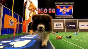 Maybe you would like to learn more about one of these? Meet Chunky Monkey See The Puppies From Puppy Bowl 2021 Discovery
