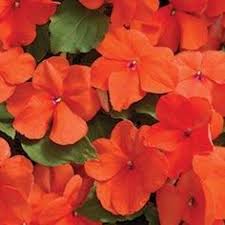 <3 pink double impatiens are my favorite flowers <3