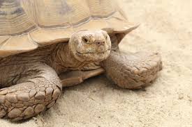 Image result for Grewia sulcata