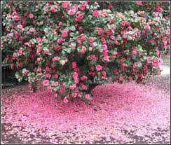 Pink Camellia Bush Google Search Camellia Flower Flowering Bushes Indoor Flowering Plants