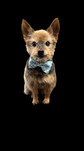 My little yorkie boy Dave after this mornings groom x