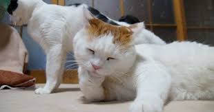 cats おしゃれまとめの人気アイデア pinterest lauren parks 可愛すぎる動物 子猫 かご猫