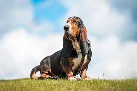 Image result for basset hound