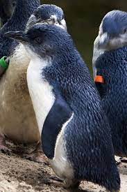 Fairy Penguin Penguins Pet Birds Cute Penguins