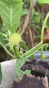 Image result for Dorstenia psilurus