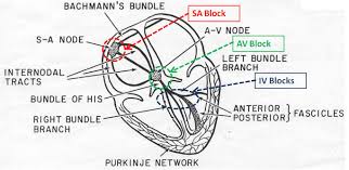 ecg learning center an introduction to clinical