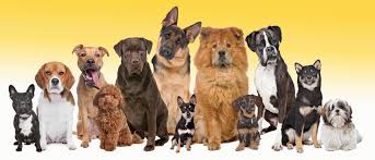 About press copyright contact us creators advertise developers terms privacy policy & safety how youtube works test new features press copyright contact us creators. Perros Mestizos O De Raza Adiestrar Perros Barcelona