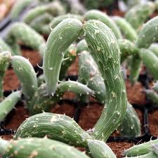 Image result for Senecio viminalis