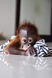Borneo Orangutan Photo By Wiwik Astutik Cute Baby Animals Animals Beautiful Cute Animals
