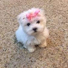 Check spelling or type a new query. Dfw Maltese Home Facebook