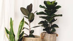 Image result for Ficus