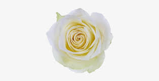 Check spelling or type a new query. Athena Single Head Rose Single White Rose Png 500x375 Png Download Pngkit