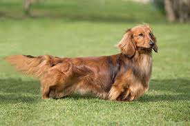 To honor my black and tan short haired dachshunds: Dachshund Long Haired Breeds A To Z The Kennel Club