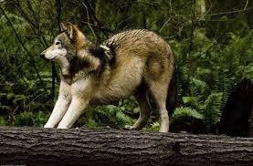 Black And Brown Wolf Dog A White Tan Black Wolf Lila Wolf Dog Black Wolf Cat Wiki