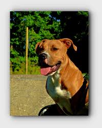 Pitbull Training Reasons Why You Should Train Your Pitbull Pitbull Dog Attack Pitbull Dog Pitbulls