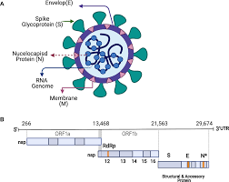 After about a week, signs and symptoms include: Molecular Biology Of Sars Cov 2 And Covid 19 Idr