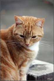Ginger Cat 3