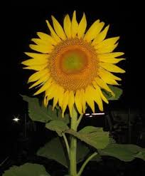 Koleksi oleh the secret garden. Khasiat Bunga Matahari Sunflower Properties Steemit