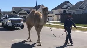 Florida governor ron desantis declared a state of emergency on saturday. Wait Is That A Camel In Meridian Animal Parade Brings Joy And Wonder To Treasure Valley Neighborhoods Firstcoastnews Com