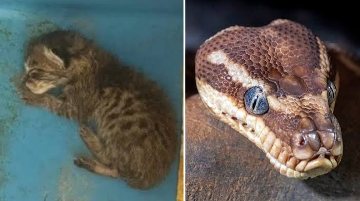 Alvord, Texas: Students in shock after teacher feeds live kitten to classroom snake | The Nightly