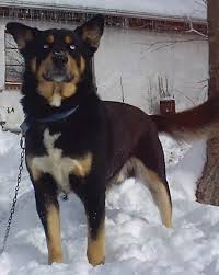 Black And Brown Husky Husky Black And Tan Coonhound Mix Rottweiler Mix Rottweiler Husky Mix Rottweiler Mix Puppies