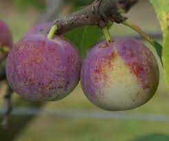 Résultat de recherche d'images pour "early transparent gage"