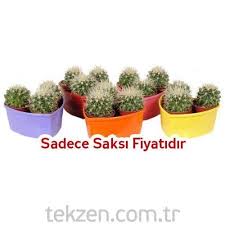 Kalp Kaktus Saksi 3lu Tekzen