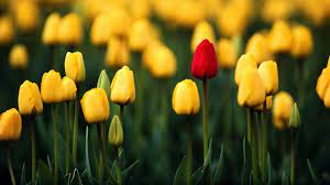 Tulip Wallpapers Top Free Tulip Backgrounds Wallpaperaccess A list of classic windows xp desktop background wallpapers. tulip wallpapers top free tulip