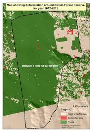 Image result for Commiphora fulvotomentosa