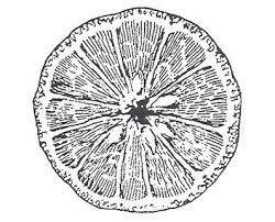 Black And White Orange Slice Orange Slice Stamp Fruit Tattoo Fabric Manipulation Sketch Book