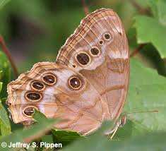 Image result for Gutenbergia eylesii