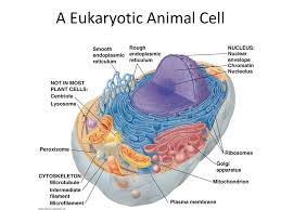 Some animal cells have small vacuoles, but they are not. Cells And Organelles A Eukaryotic Cell Has Membrane Bound Organelles Ppt Video Online Download