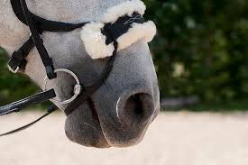 Enter & enjoy it now! Nasenstuck High Jump Lammfell Reithalfter Ersatzteile Trensen Kandaren Pferd Kavalio Beste Auswahl An Reitsportartikeln Kostenloser Versand Ruckversand Deutschland