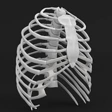 During inspiration the ribs are elevated, and during expiration the ribs are depressed. Human Rib Cage 3d Model Turbosquid 1176687