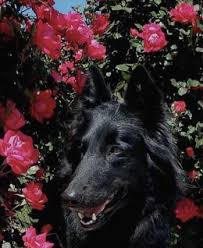 Sire is gr ch bonntymes keepn in real at devine, pt ( dam is mawrmyth vigilant valentina mika, pt, cgc, tt.… Belgian Sheepdog Breeders Belgian Sheepdog Club Of America