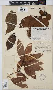 Image result for Faurea rochetiana