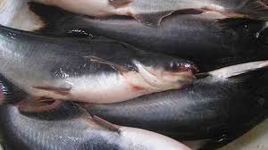 Mengenal Ikan Patin Pasupati Di 2020 Ikan Ikan Air Tawar Ikan Mas