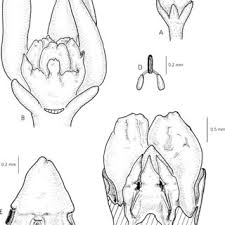 Image result for Cynanchum mulanjense