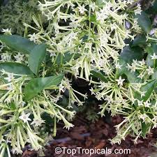 I bought 6 of these beautiful shrubs and 2 of them have leaves turning yellow and dropping. Cestrum Nocturnum Night Blooming Jasmine Queen Of The Night Night Jessamine Lady Of The Night Toptropicals Com
