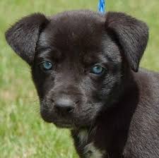 Husky Black Lab Omg This Is What Our Kelly Looked Like When She Was A Pup Dieren
