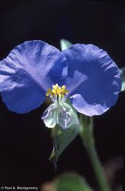 Image result for Commelina reptans