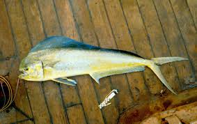 Maybe you would like to learn more about one of these? Common Dolphinfish