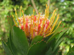 Boutiques include dress (at 2271 chestnut) with labels from beyond vintage to diane von furstenberg, and for men. San Francisco Flowers And Florist Reviews