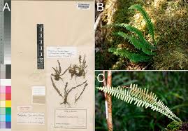 Image result for Lellingeria oosora