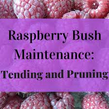 Building a traditional raspberry trellis is a great project for the beginning gardener and can be completed for less than $50! How And When To Plant And Prune Raspberry Bushes Dengarden
