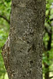 Image result for Kirkia acuminata